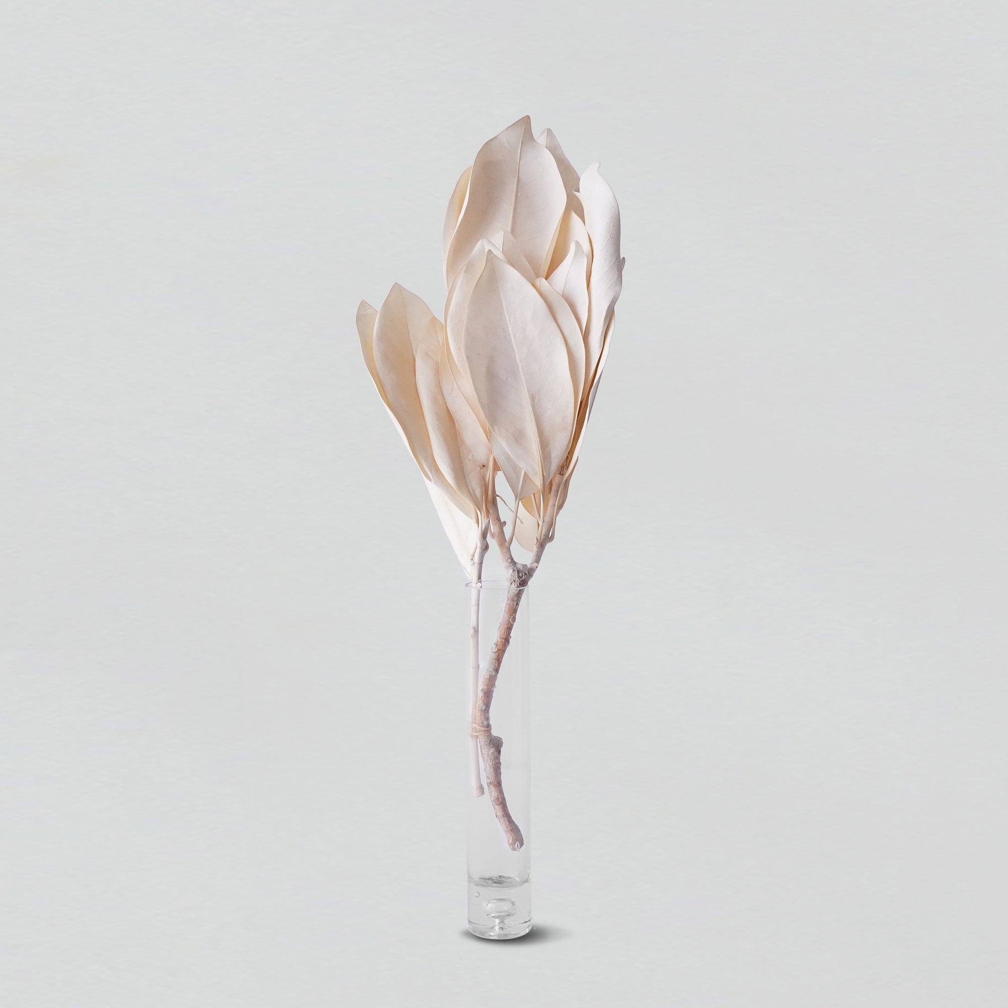 MAGNOLIA IVORY main image 1