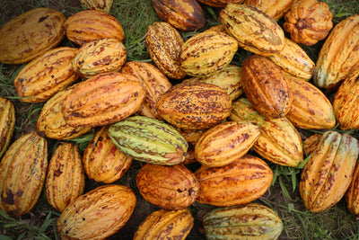 THE NEAR EXTINCTION OF ANCIENT NACIONAL CACAO