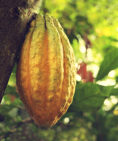 HEIRLOOM CACAO CONSERVATION TIMELINE
