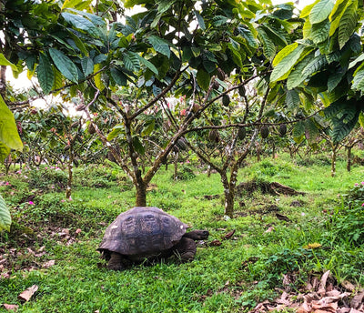 THE NOAH'S ARK OF HEIRLOOM CACAO