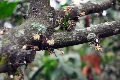 GENETIC & MORPHOLOGY ANALYSIS OF NACIONAL CACAO IN PIEDRA DE PLATA