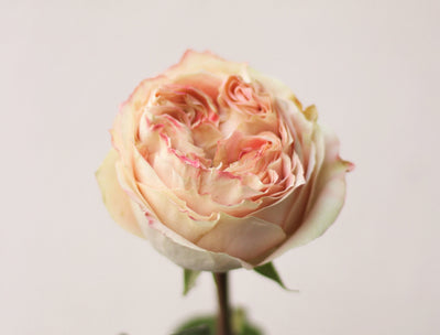 Varieties of Roses We Adore