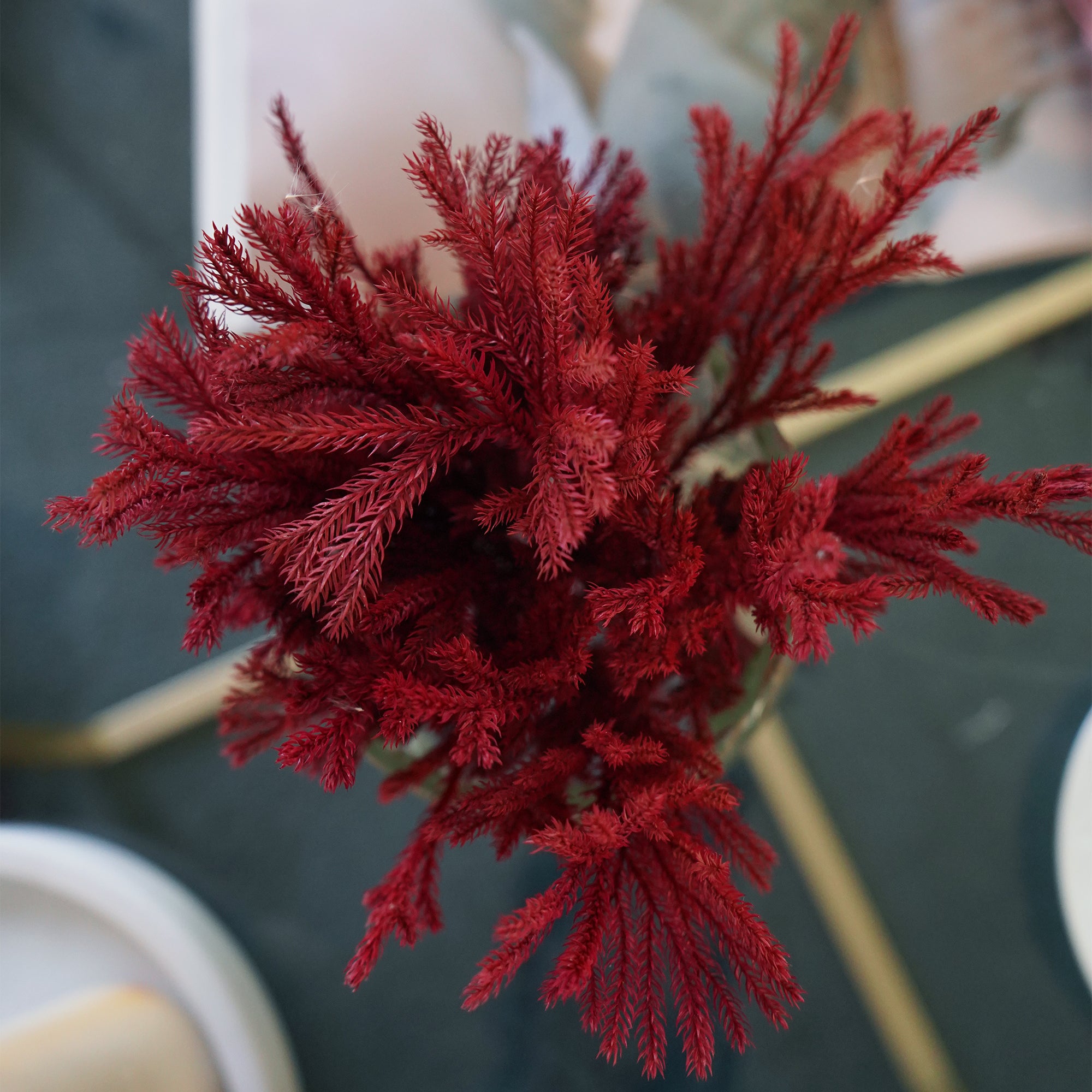 Eternity Red Coral Fern