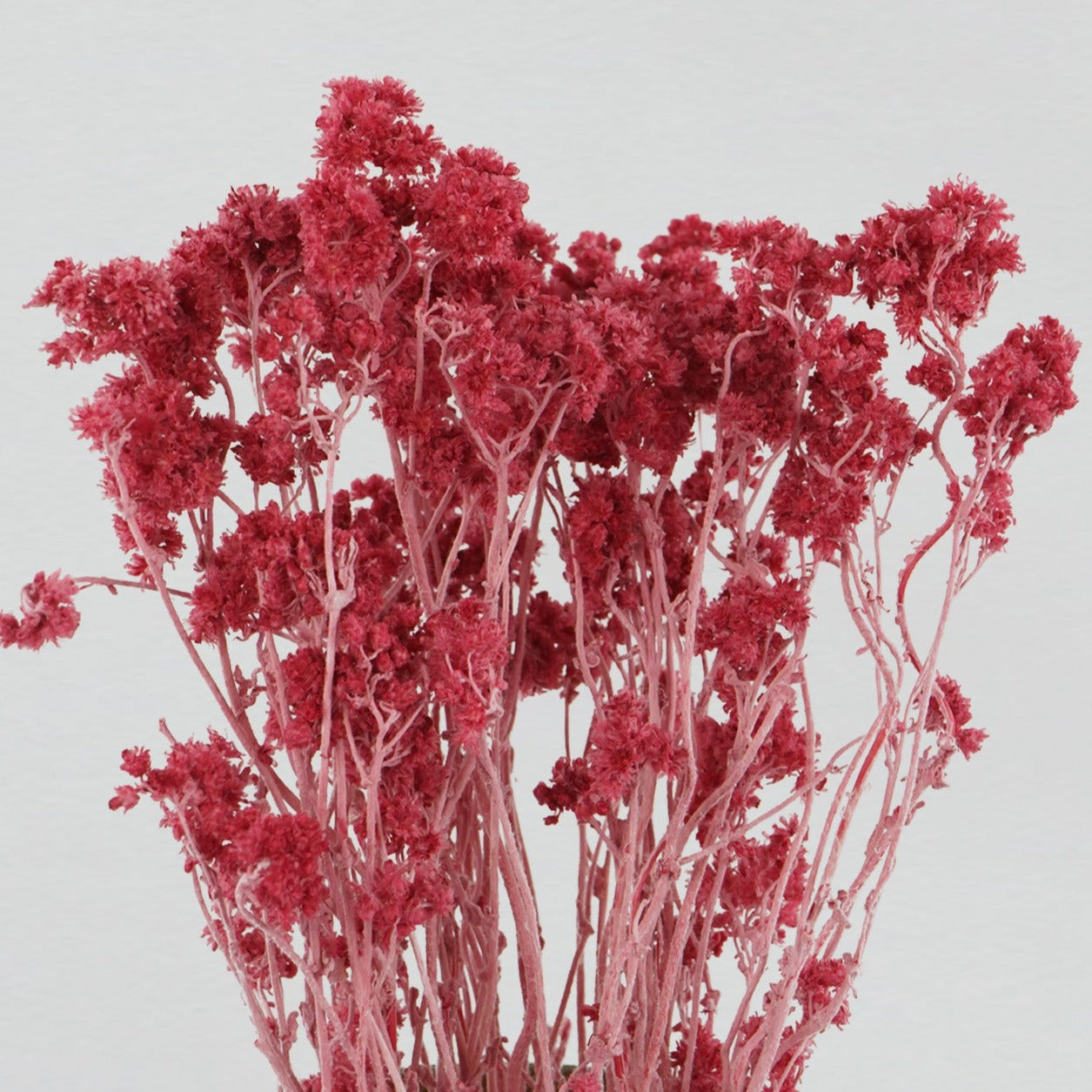 Close up of Red Crispum