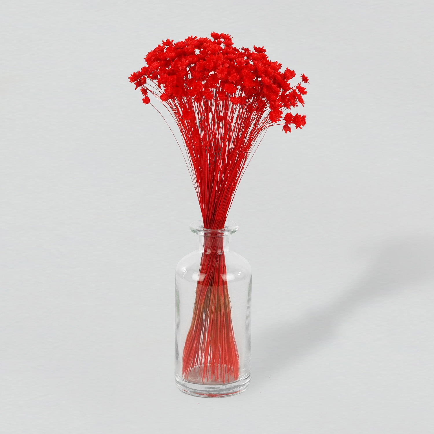 Red star flower blossom in a clear vase