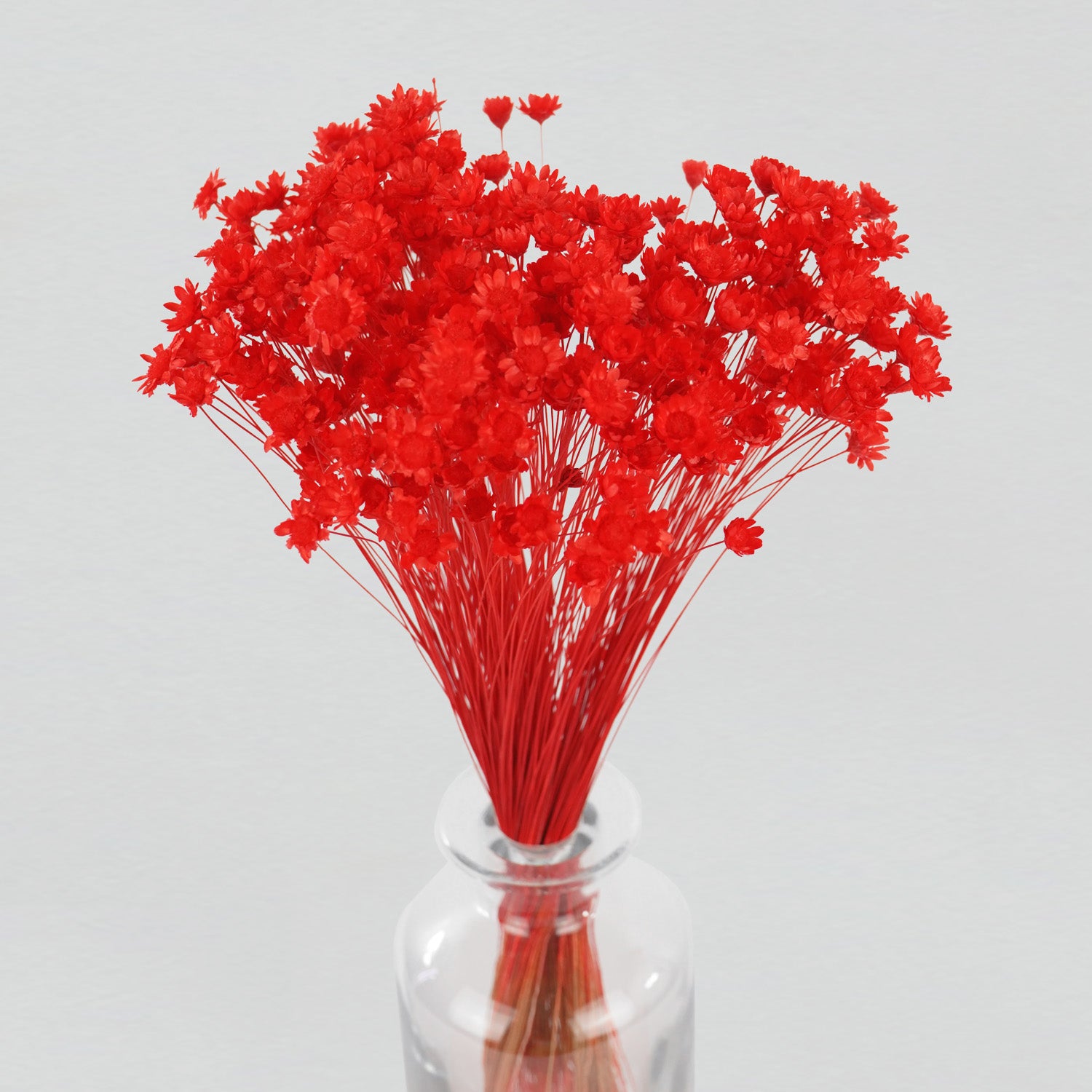 close up of red star flower blossom