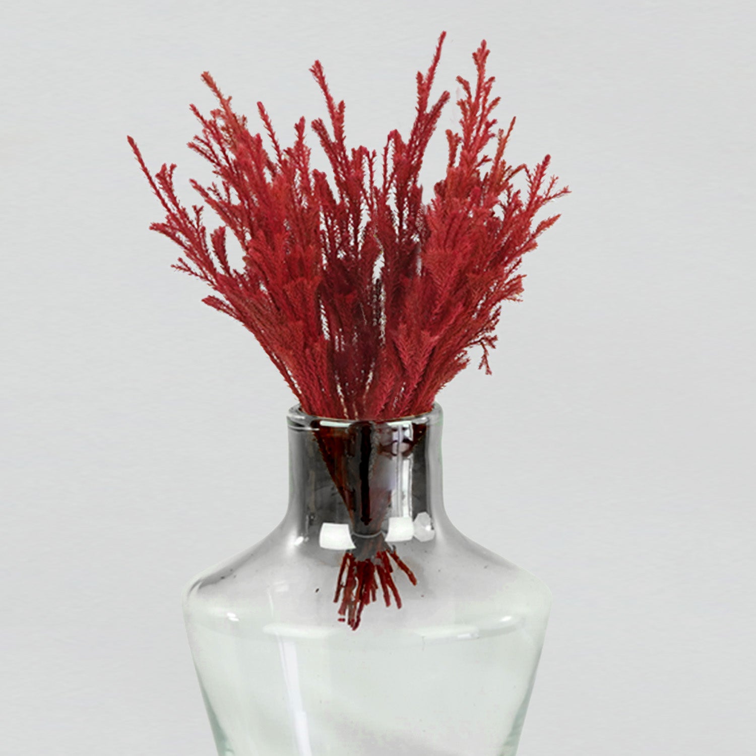 Eternity Red Coral Fern