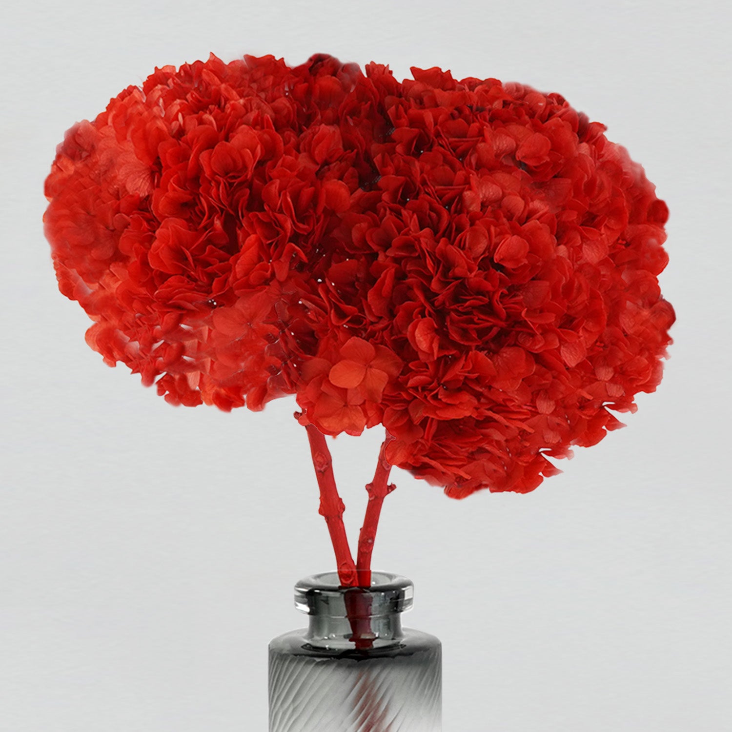 Eternity Red French Leaf Hydrangea