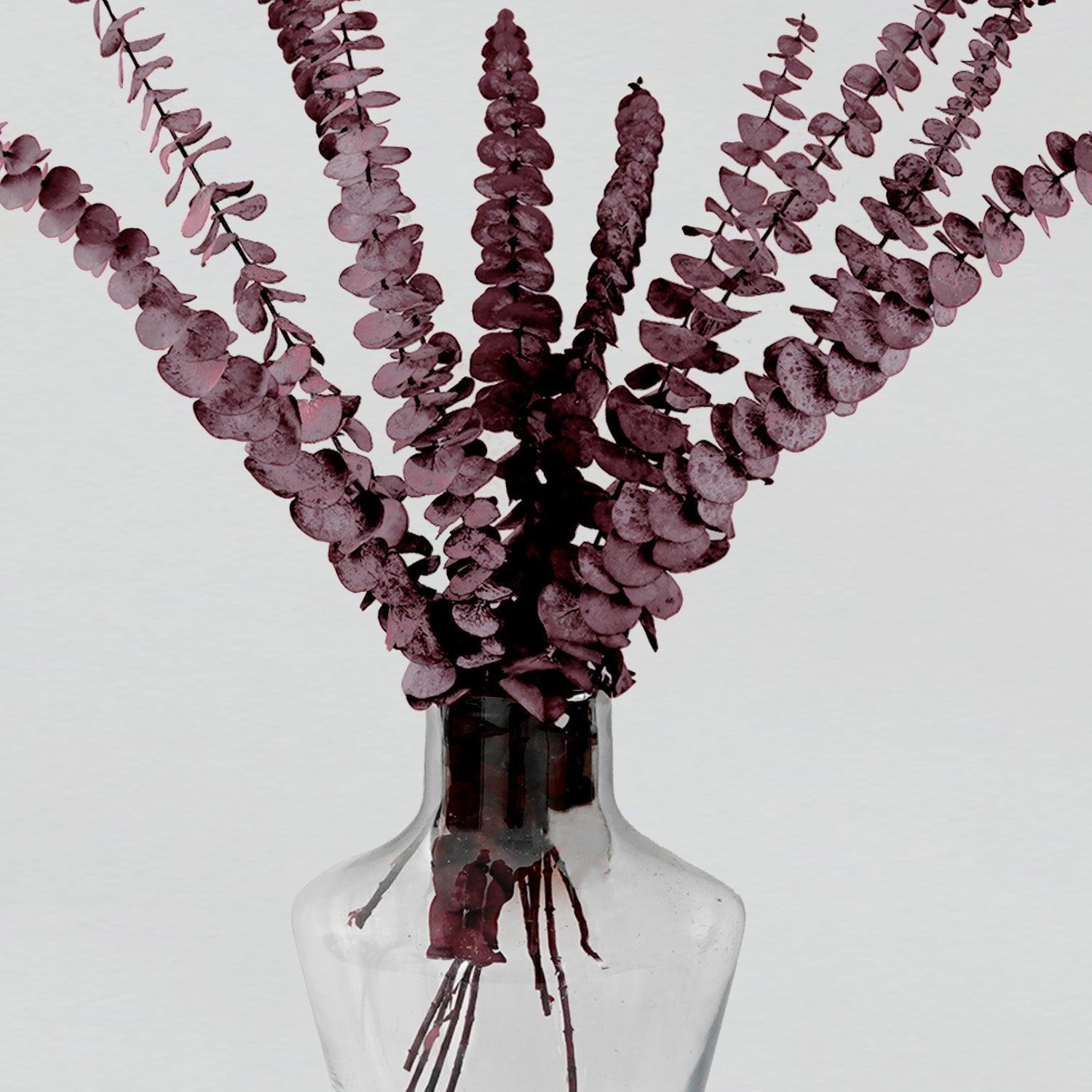 Eternity Maroon Eucalyptus Leaves