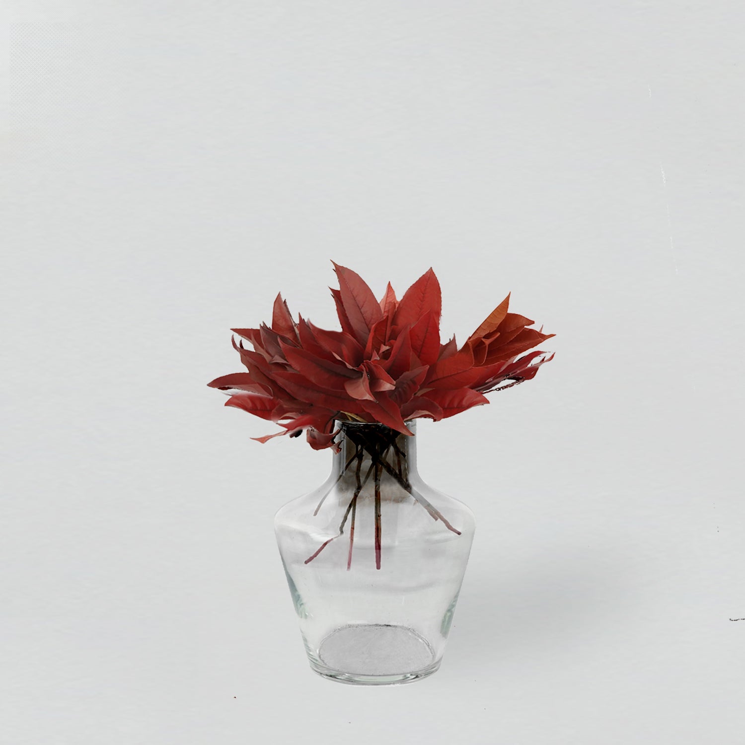 Eternity Red Camellia Leaves