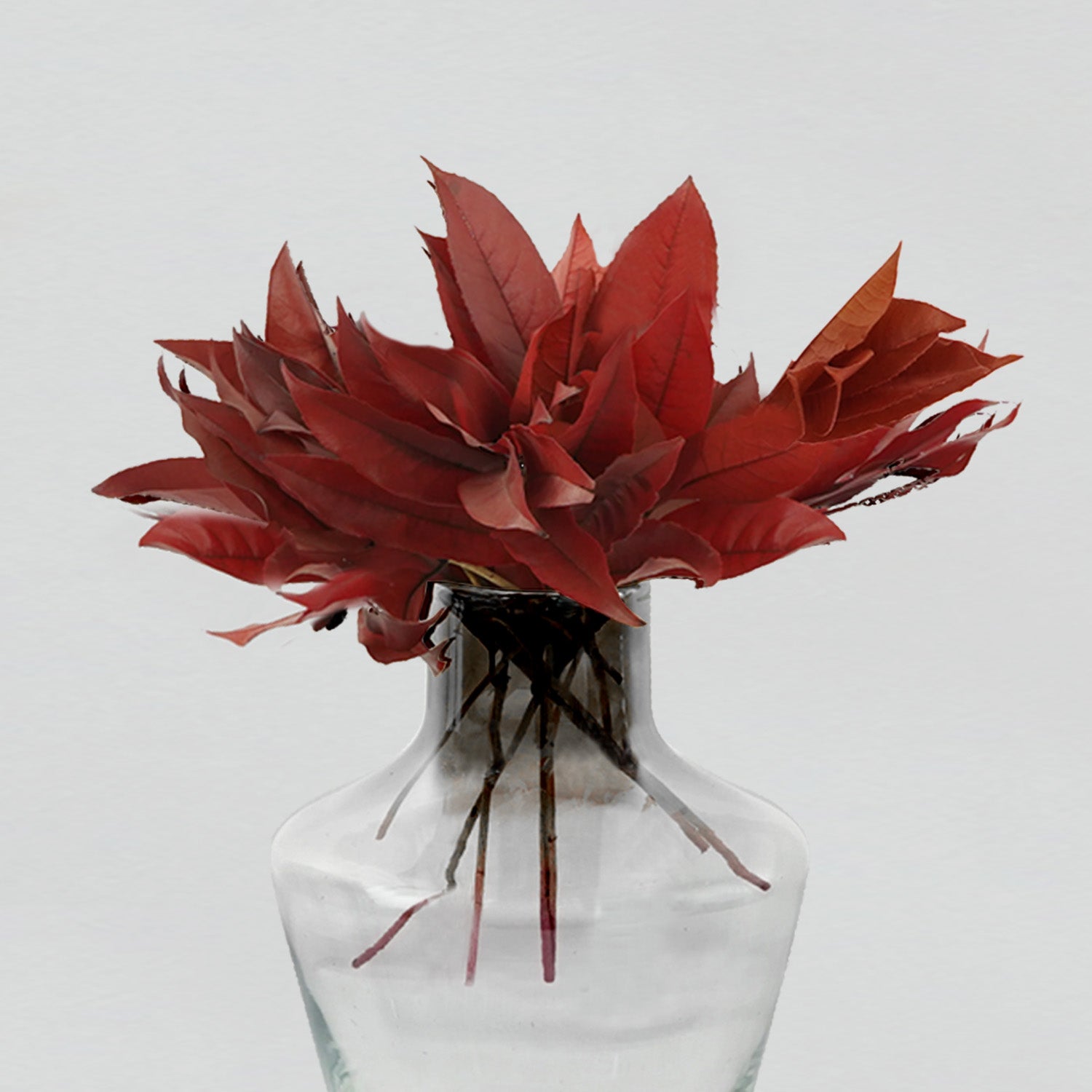 Eternity Red Camellia Leaves